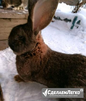 Самец Фландр Канск - изображение 1