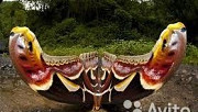 Живые экзотические бабочки Pieris Napi Анапа