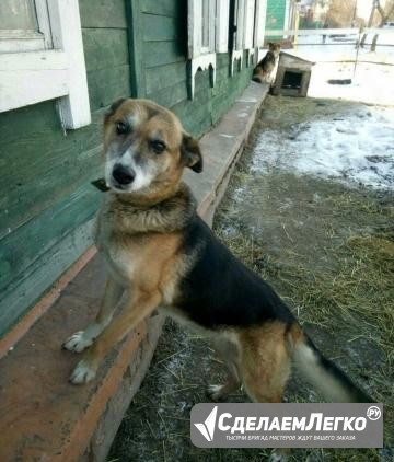 Собаки в частный дом Омск - изображение 1