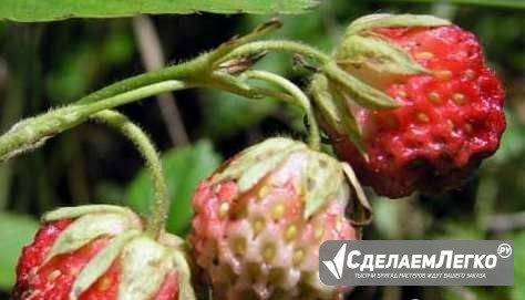 Семена клубники дикой (Fragaria viridis) Москва - изображение 1