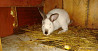 Кролик Стерлитамак