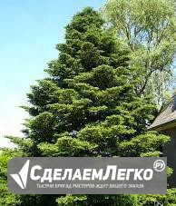 Пихта корейская Abies koreana 5-10см. окс Самара - изображение 1