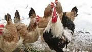Яйцо Цыплята Куры редких мясо яичных пород Москва
