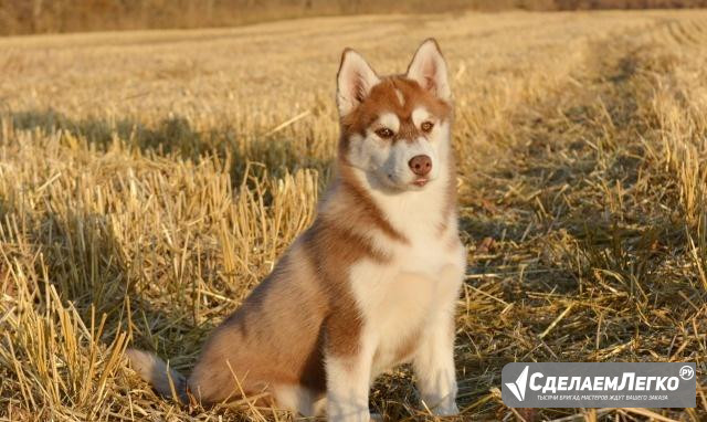 Рыже-белая девочка Самара - изображение 1