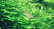 Креветки Neocaridina heterpoda var. red Москва