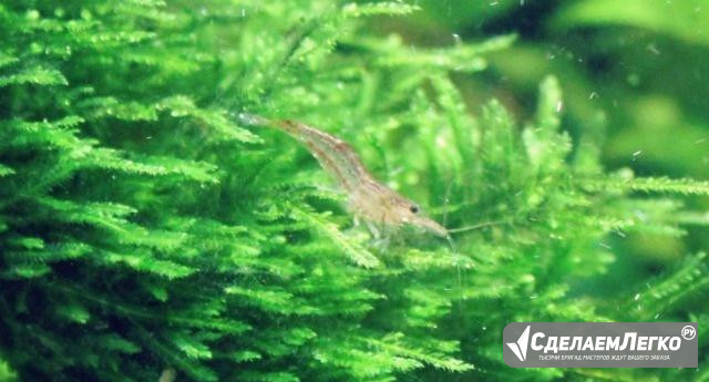 Креветки Neocaridina heterpoda var. red Москва - изображение 1