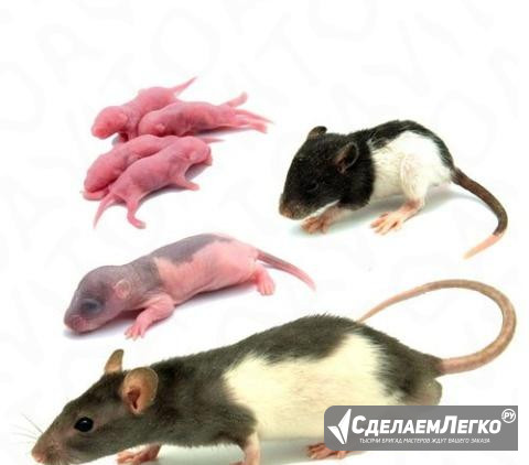 Крысята заморозка Хабаровск - изображение 1