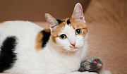 Трехцветная красавица кошка Марго Новосибирск