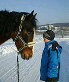 Лошадь Кемерово