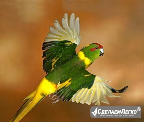 Птенцы Какарики попугаи для обучения "разговору" Калининград - изображение 1