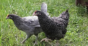 Цыплята породы кур Доминант Ноябрьск