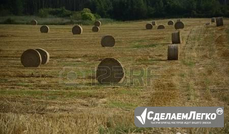 Сено, силос, семена озимой пшеницы Калининград - изображение 1