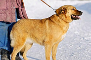 Сара крупная красивая собака в частный дом Новосибирск