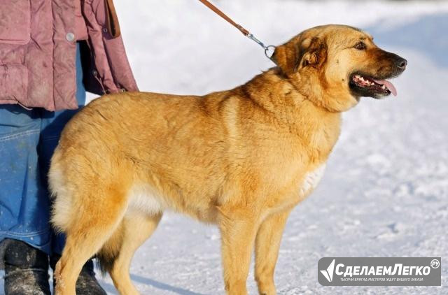 Сара крупная красивая собака в частный дом Новосибирск - изображение 1