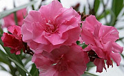 Олеандр розовый махровый Кашира