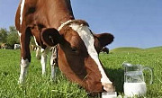 Молоко коровье деревенское со своего подворья Курган