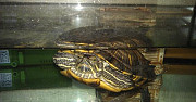 Черепаха красноухая взрослая + аквариум 70л Тамбов