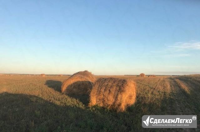 Сено люцерна, тюки 500 кг Саратов - изображение 1