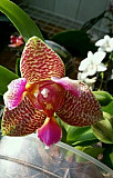 Орхидея Joy Fairy или "Сказка" Ижевск