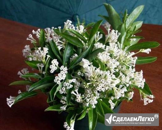 Цеструм ночной - ароматная королева ночи, редкость Москва - изображение 1
