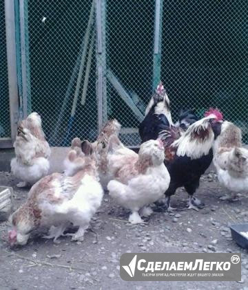 Яйцо, цыплята кур фавероль Ставрополь - изображение 1