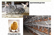 Организация птицеводства и животноводства Краснодар