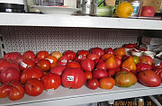 Семена томатов из личной коллекции Ставрополь