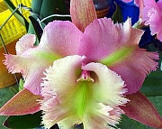 Орхидея Каттлея Pink Jaguar x Brassavola digbyana Москва