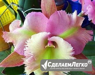 Орхидея Каттлея Pink Jaguar x Brassavola digbyana Москва - изображение 1