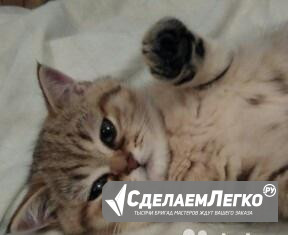 Британские золотые плюшечки Тиффани и Теона Санкт-Петербург - изображение 1
