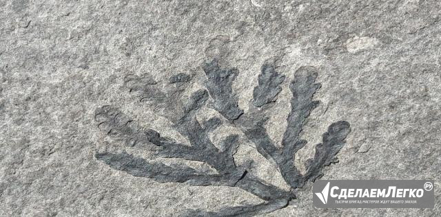 Отпечаток древнего растения Уфа - изображение 1