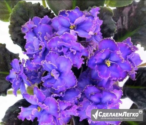 Пасынок фиалки Блю Дракон Санкт-Петербург - изображение 1