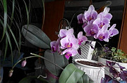 Орхидея фаленопсис мини Тверь