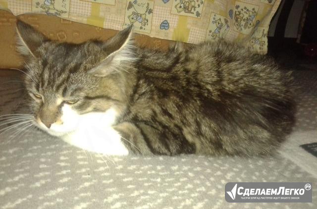 Котенок Михайловка - изображение 1