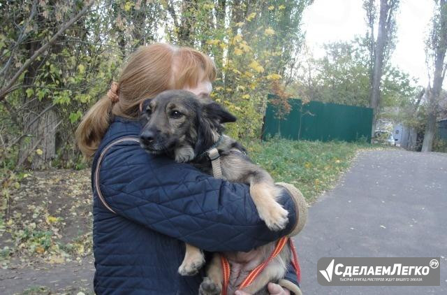 Маленькая Алисочка ждет своего хозяина Воронеж - изображение 1