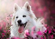 "Белая собака"-набор для раскрашивания Томск