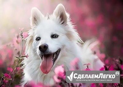 "Белая собака"-набор для раскрашивания Томск - изображение 1
