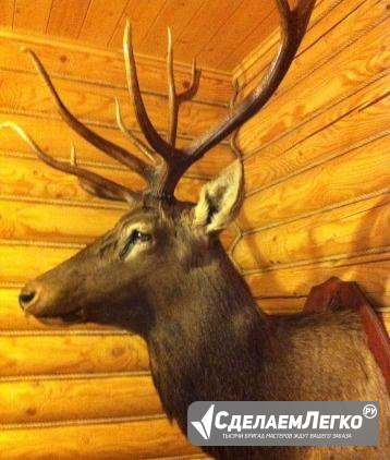 Чучело головы оленя Москва - изображение 1