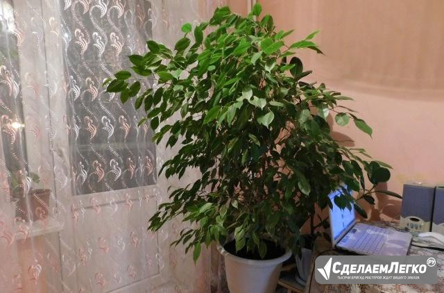 Фикус Абакан - изображение 1