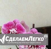 Продам цветы Томск - изображение 1