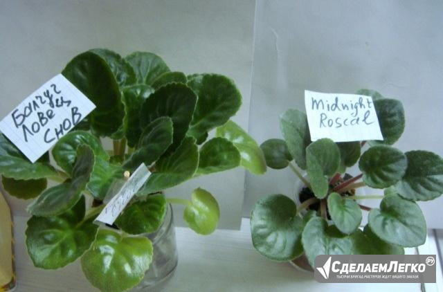 Миниатюрные фиалки Москва - изображение 1