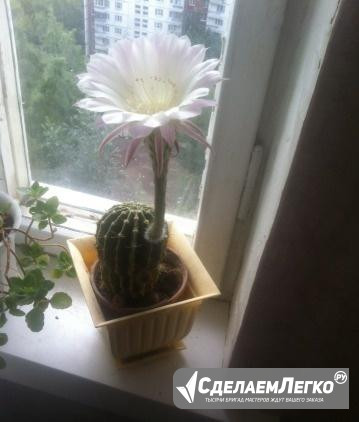 Кактус Москва - изображение 1