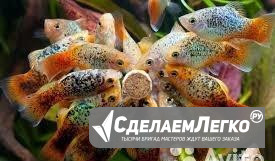 Живородящие и ещё 60 видов рыб Пятигорск - изображение 1