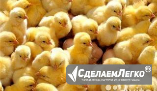 Цыплята бройлера,индюшата,несушки Воскресенск - изображение 1