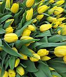 Тюльпаны оптом на 8 марта Железнодорожный