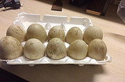 Яйца инкубационные утки Агидель Ликино-Дулево
