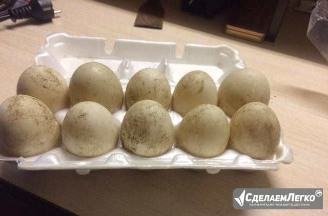 Яйца Утиные Купить В Гомеле