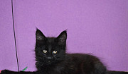 Котята мейн-кун девочка n -черная 2 мес Калуга