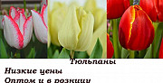 Тюльпаны к 8 марта Новосибирск