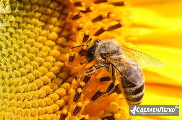Пчёлы, пчелопакеты Карника, Бакфаст Кимовск - изображение 1